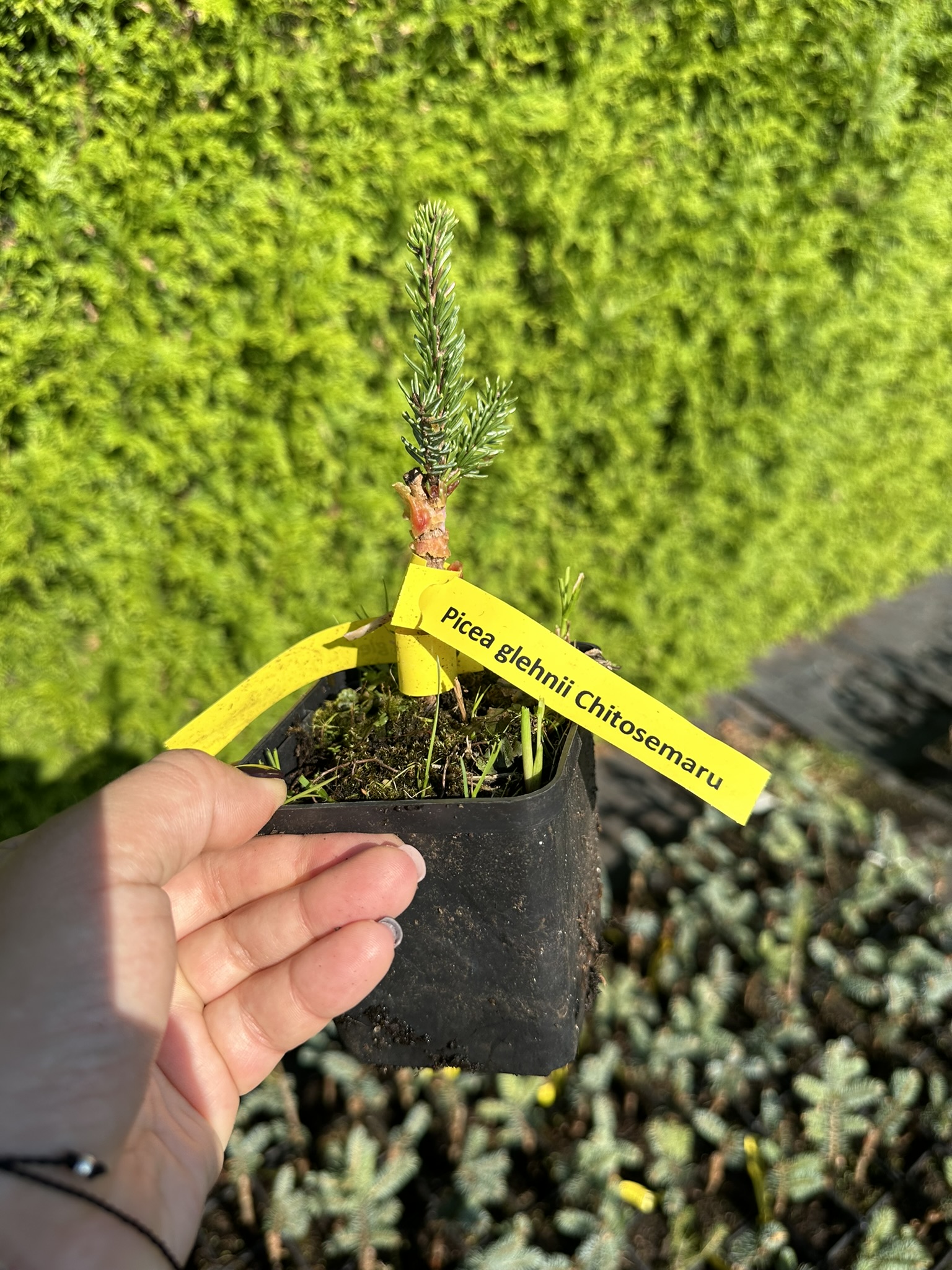 Ель глена Читосимару